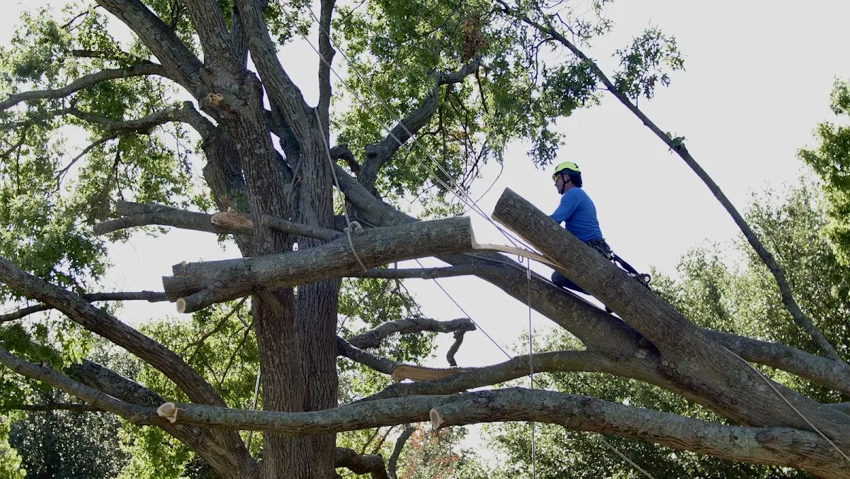 Professional Crown Thinning performed by certified arborists in Harlan