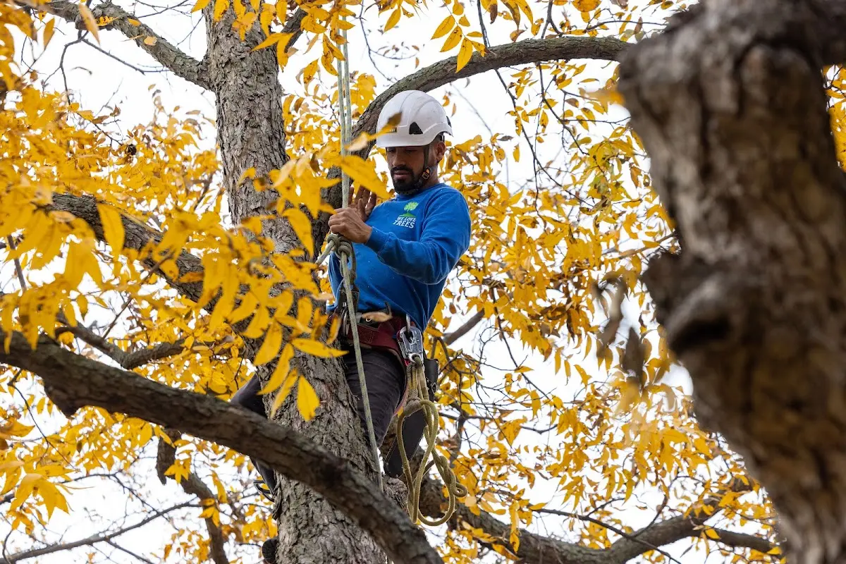 Skilled Tree Planing crew working in Harlan