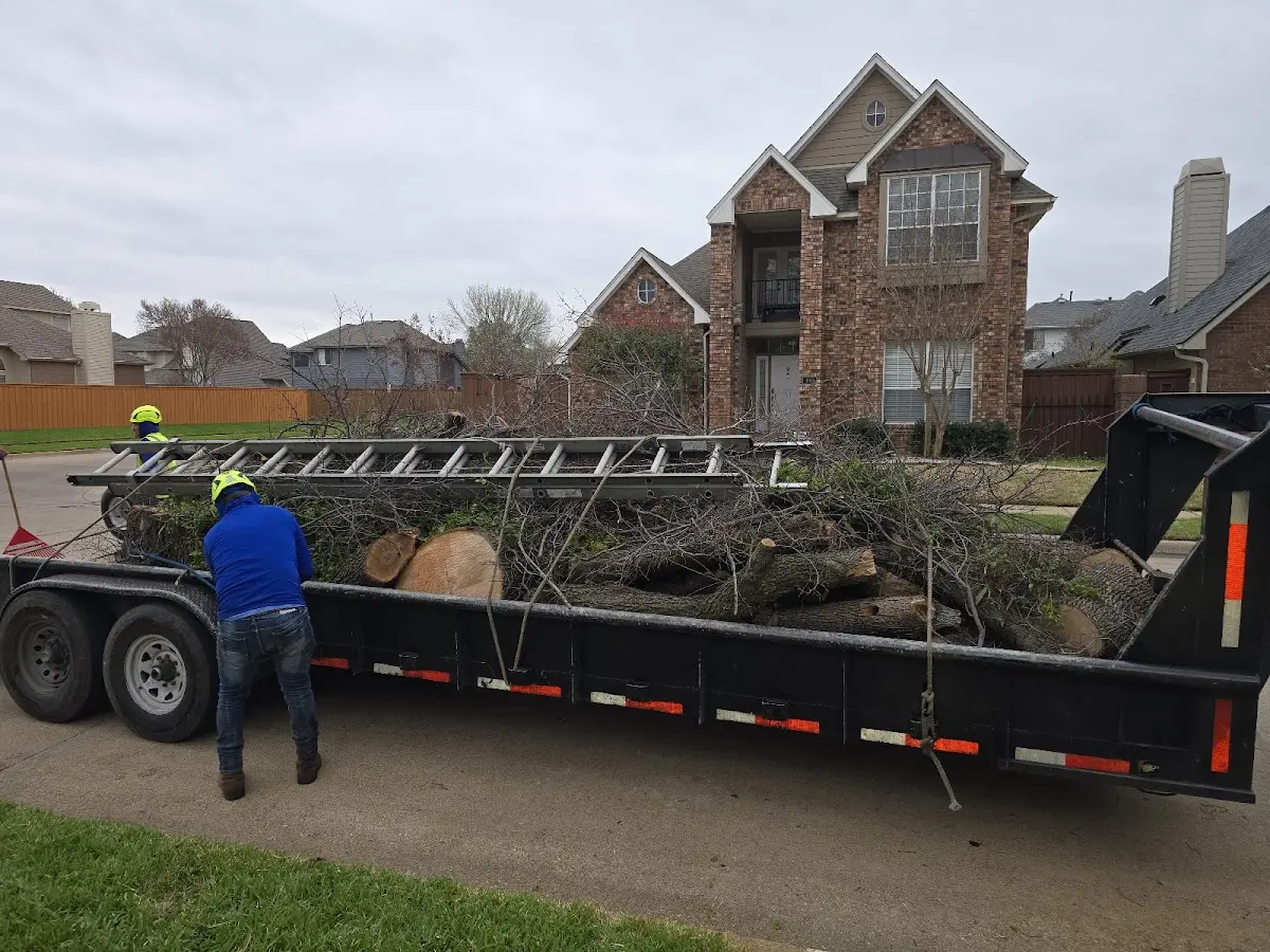 Expert Tree Removal with proper safety equipment in Harlan